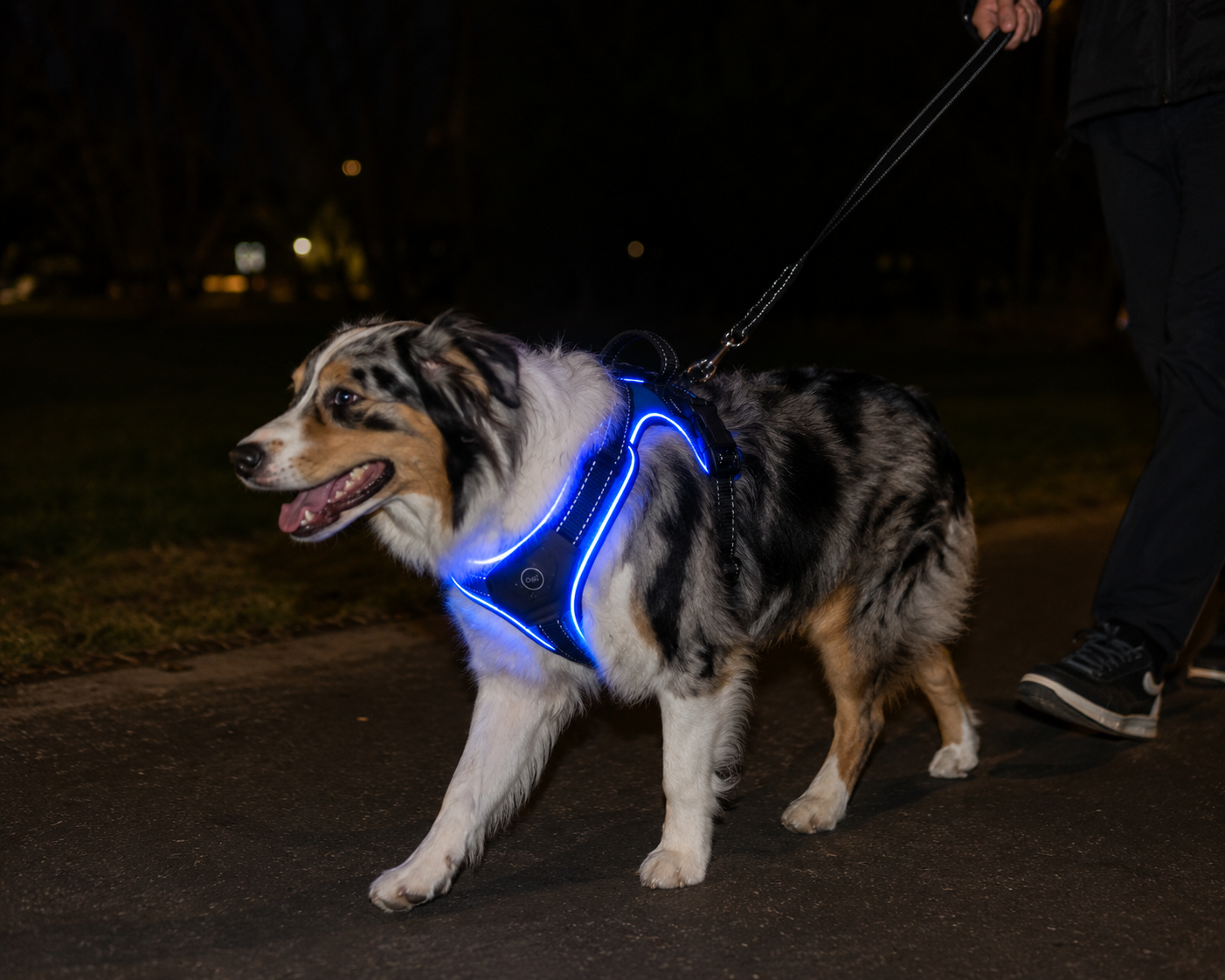 Harnais LED Rechargeable pour Chien